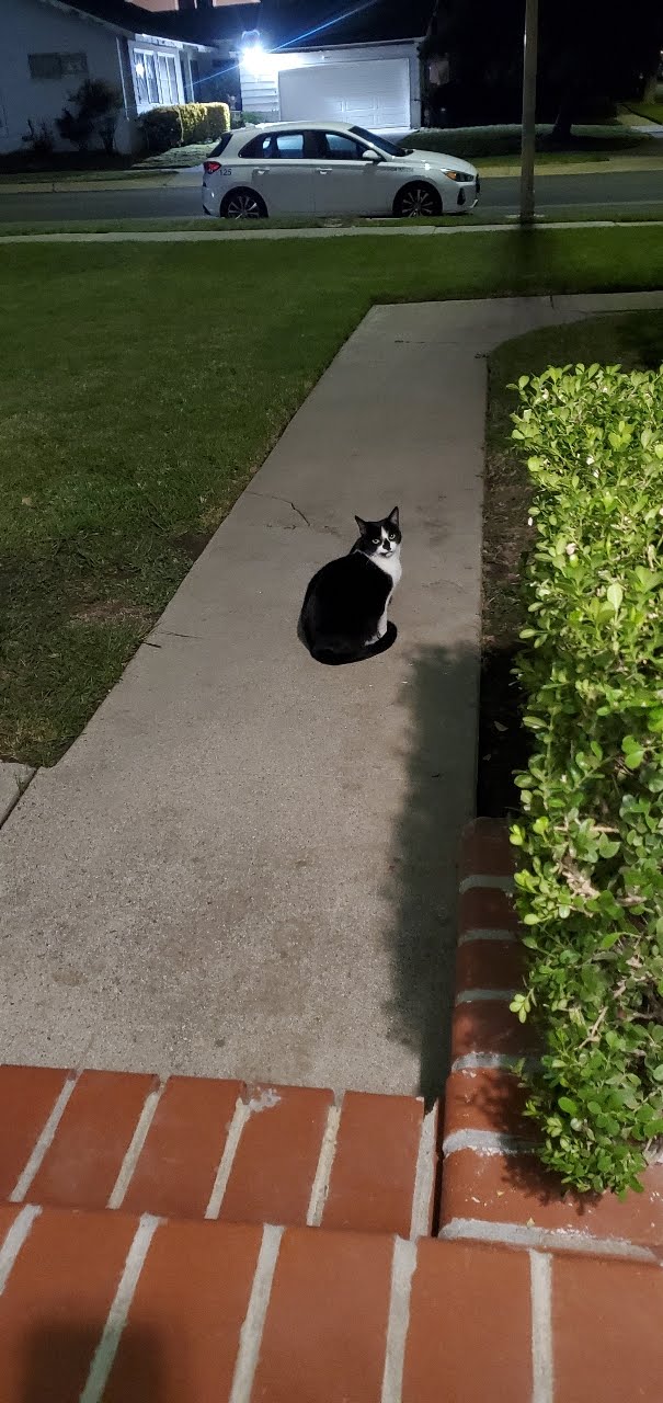 Pishoo standing outside at night